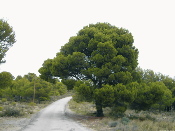 encabezado-ruta11.jpg