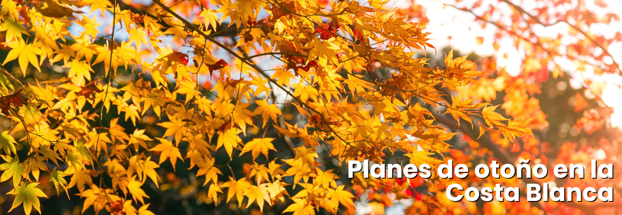 blog-planes-otono-cb-banner