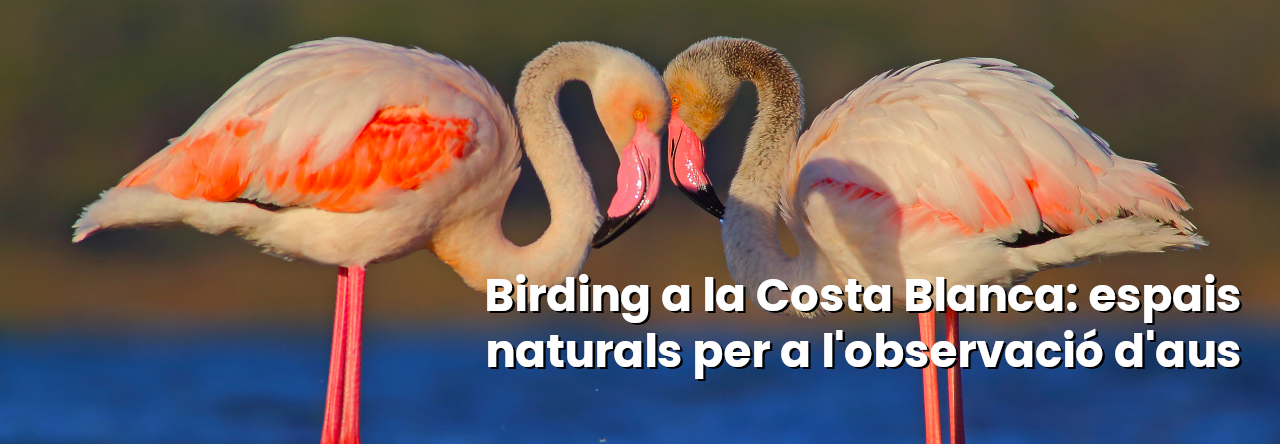 slider-blog-birding