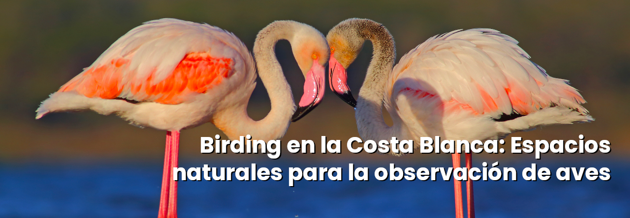 slider-blog-birding