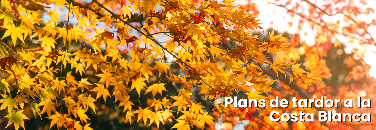 blog-planes-otono-cb-banner