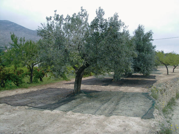Arte tradicional con red para recolectar la oliva.
