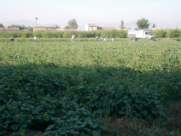 Campos de hortalizas.