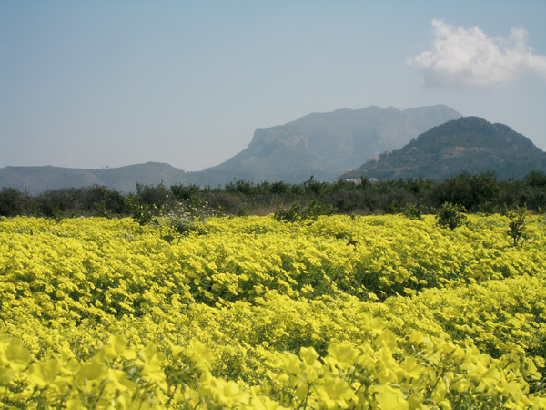 Campos en primavera con el Montgó