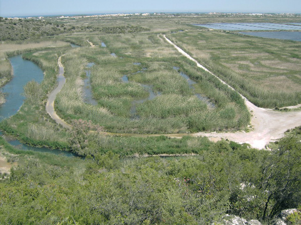 Carrizal y ullals en el marjal