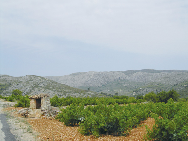 Viñedos en el Valle del Llíber.