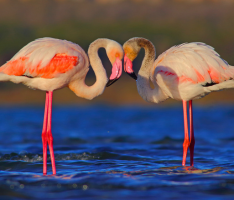 Encabezado de Birding en la Costa Blanca: espacios naturales para la observación de aves