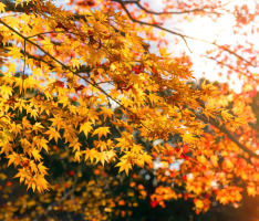 blog-planes-otono-cb